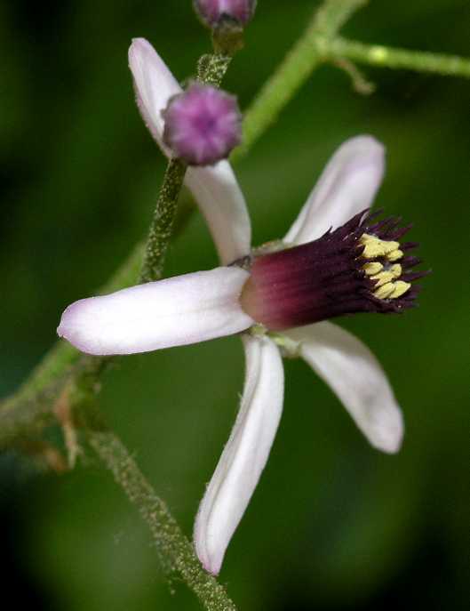 Meliaceae Melia azedarach