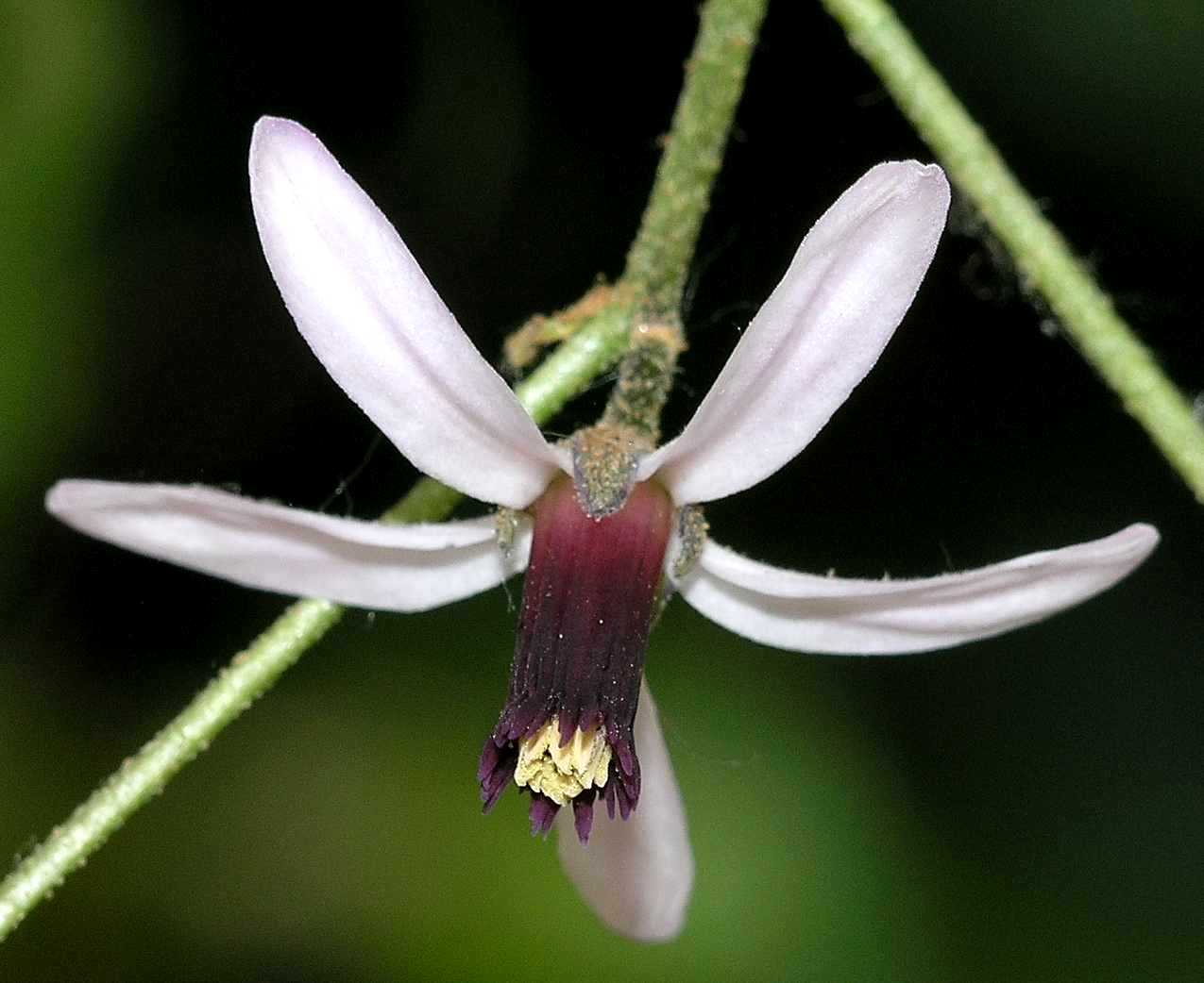 Meliaceae Melia azedarach