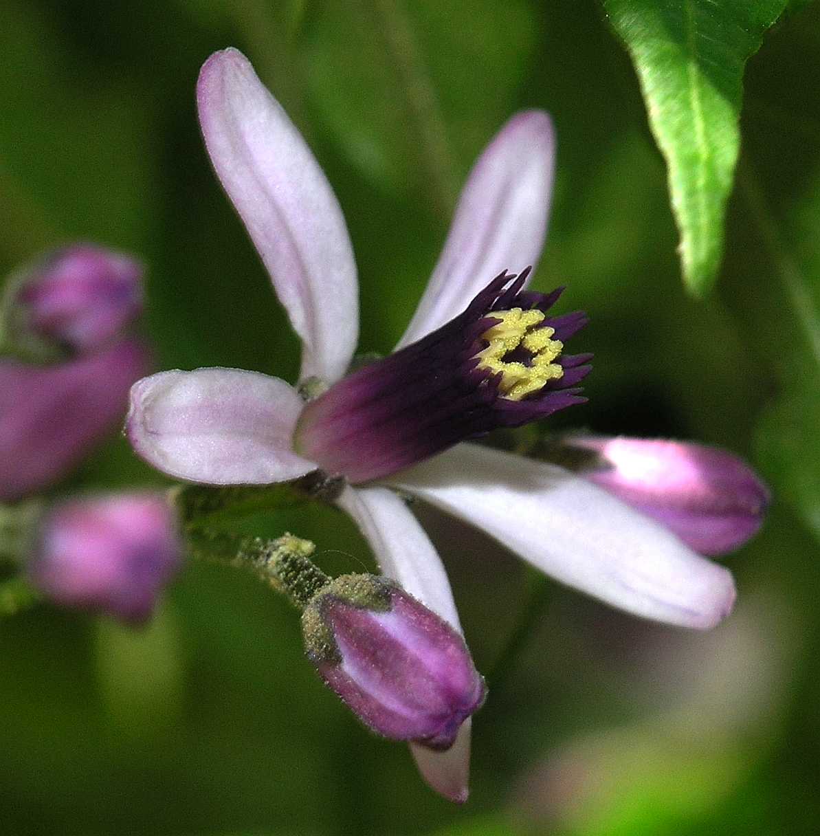 Meliaceae Melia azedarach