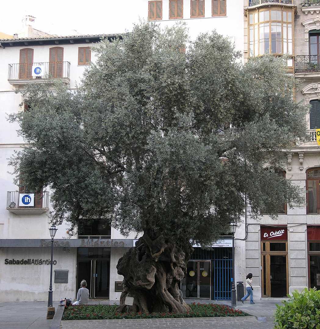 Oleaceae Olea europaea