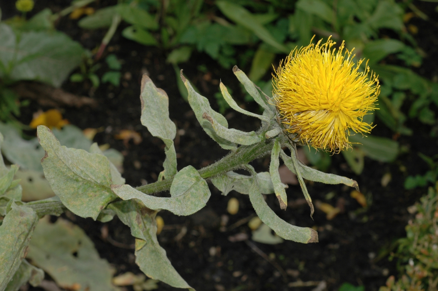 Asteraceae Centaurea macrocephala