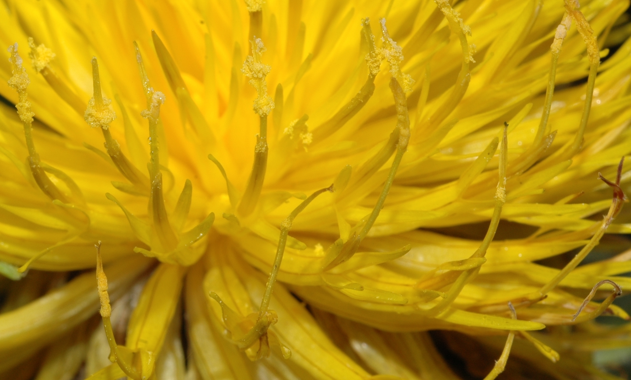 Asteraceae Centaurea macrocephala