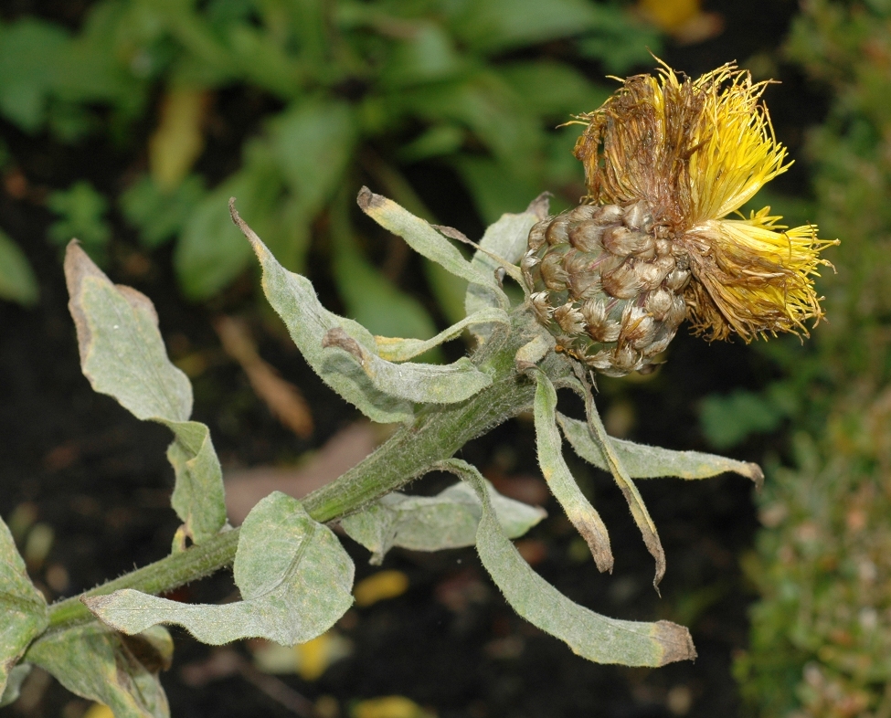 Asteraceae Centaurea macrocephala