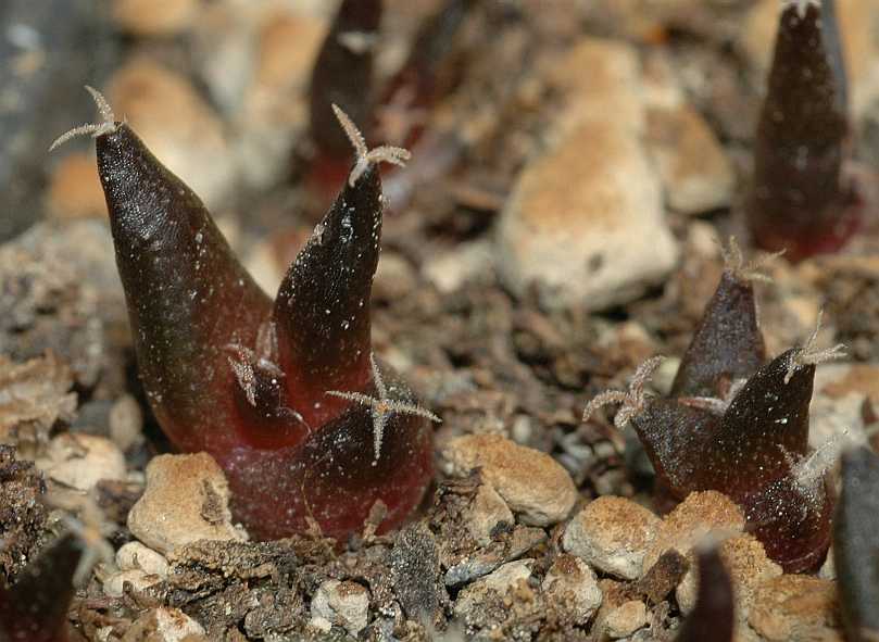 Cactaceae Ariocarpus furfuraceus