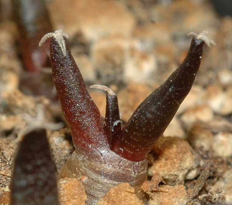 Cactaceae Ariocarpus furfuraceus