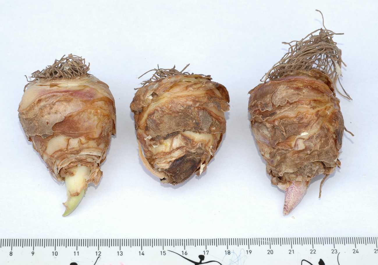 Hyacinthaceae Eucomis bicolor