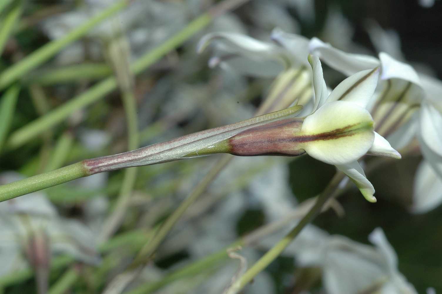 Amaryllidaceae Ipheion uniflorum