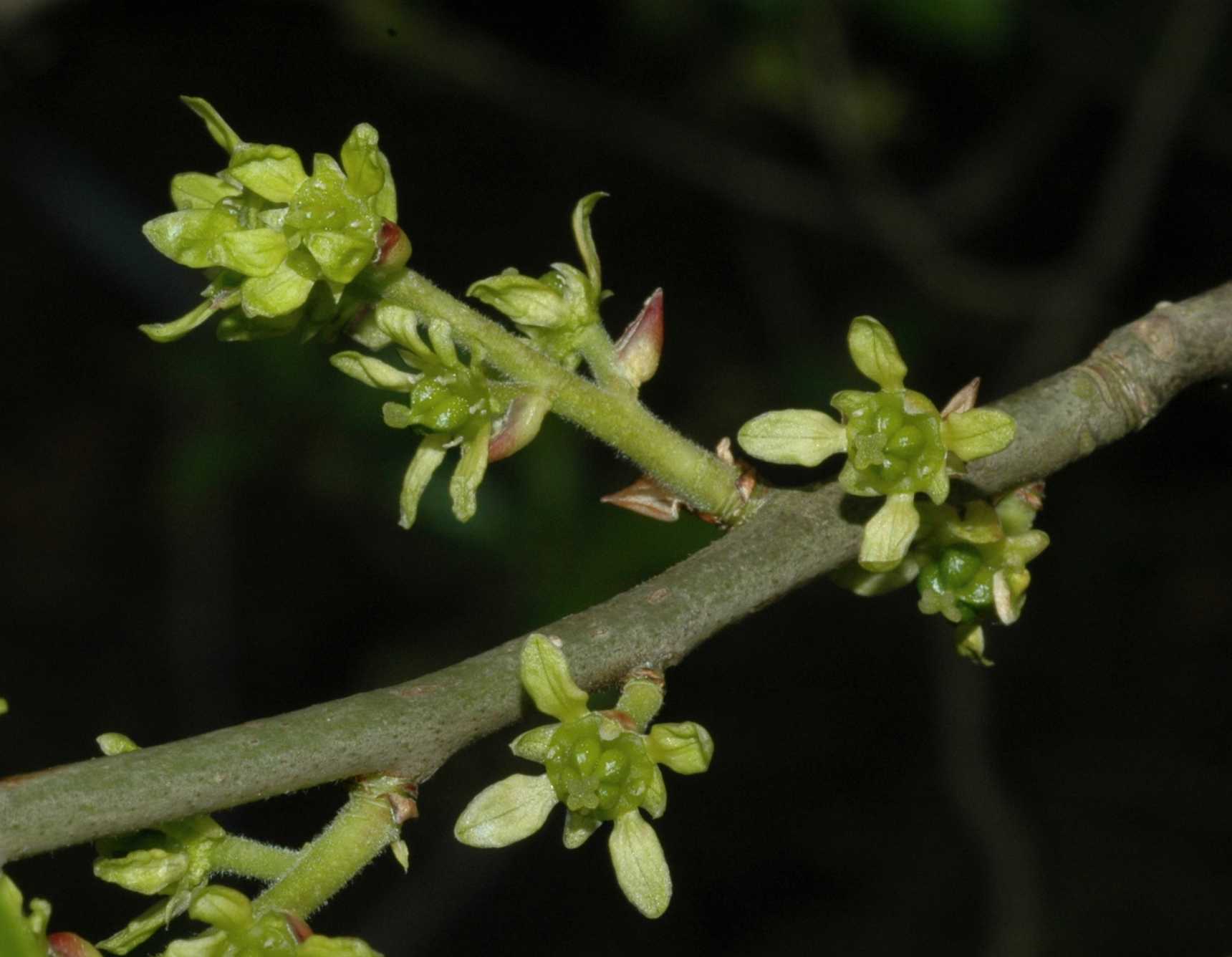 Rutaceae Orixa japonica