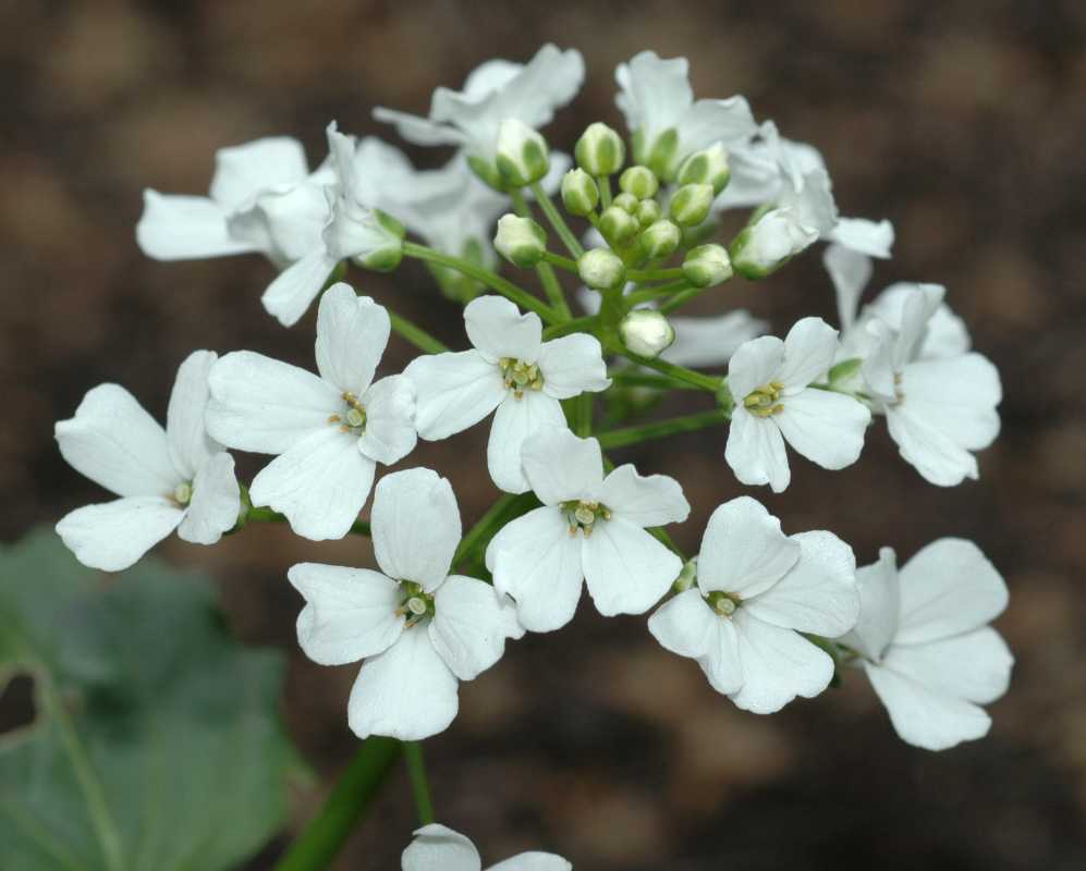 Brassicaceae Pachyphragma macrophyllum