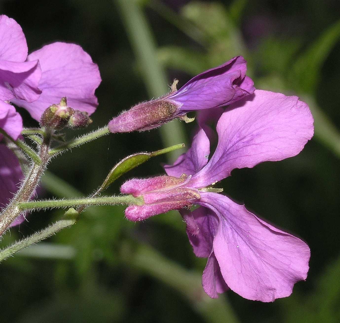 Brassicaceae Lunaria annua