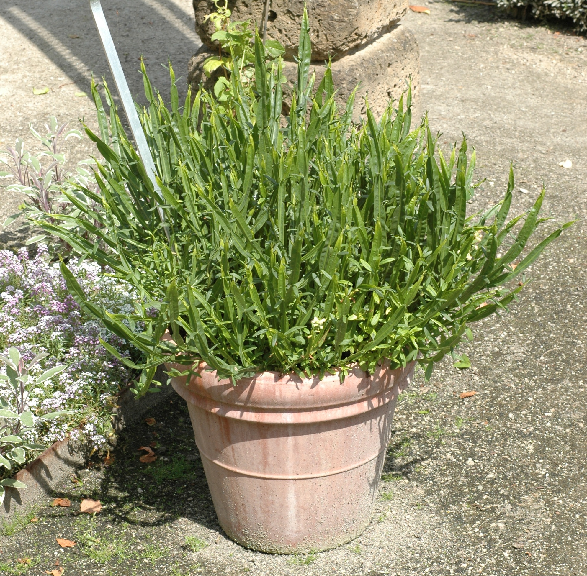 Asteraceae Baccharis genistelloides