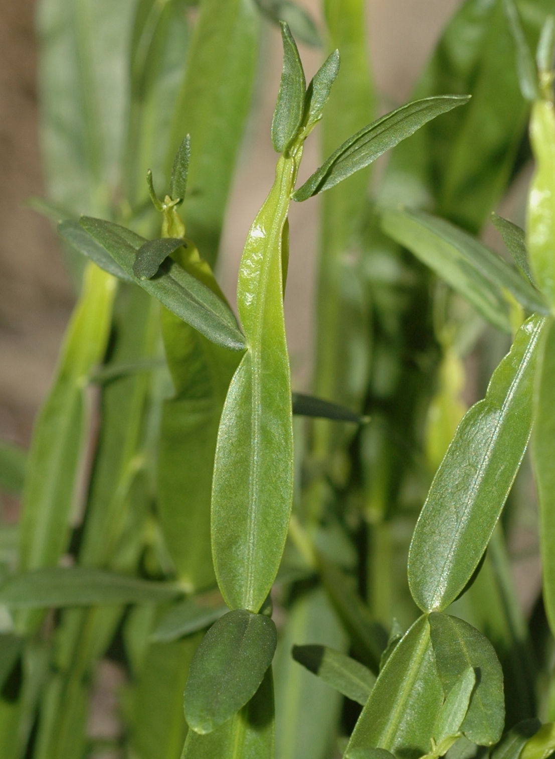 Asteraceae Baccharis genistelloides