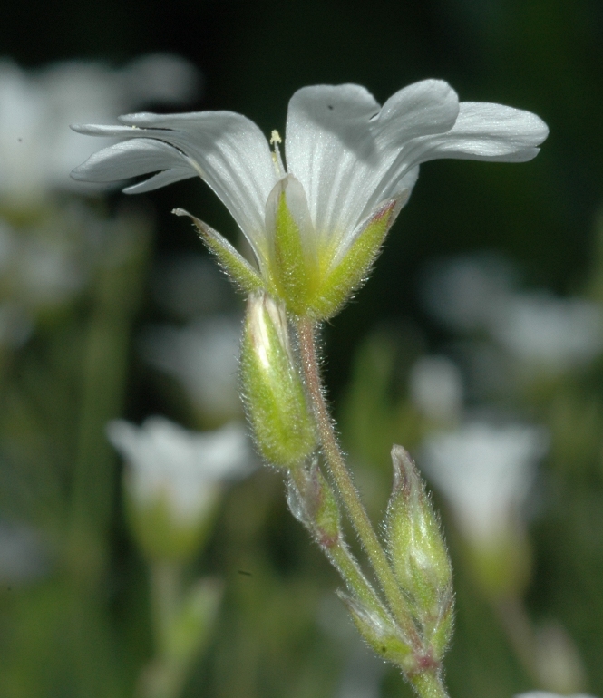 Caryophyllaceae Cerastium arvense