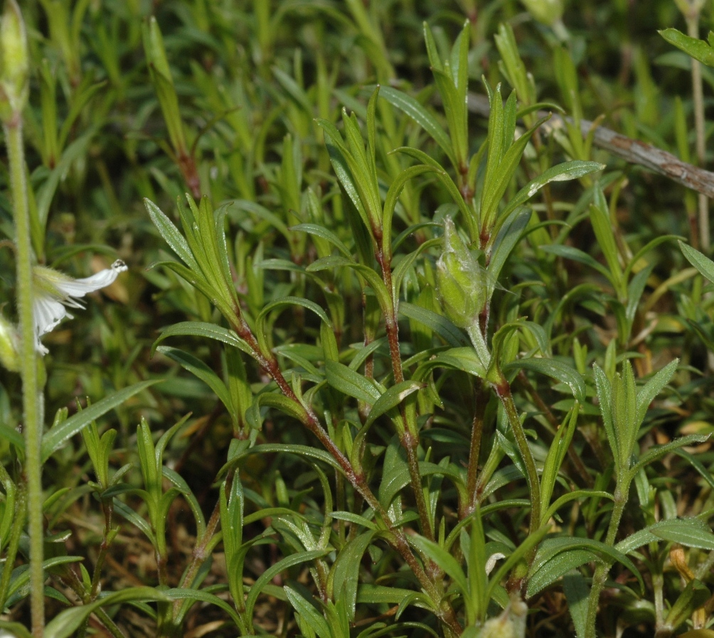 Caryophyllaceae Cerastium arvense