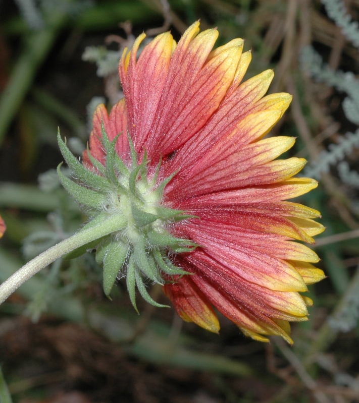 Asteraceae Gaillardia 