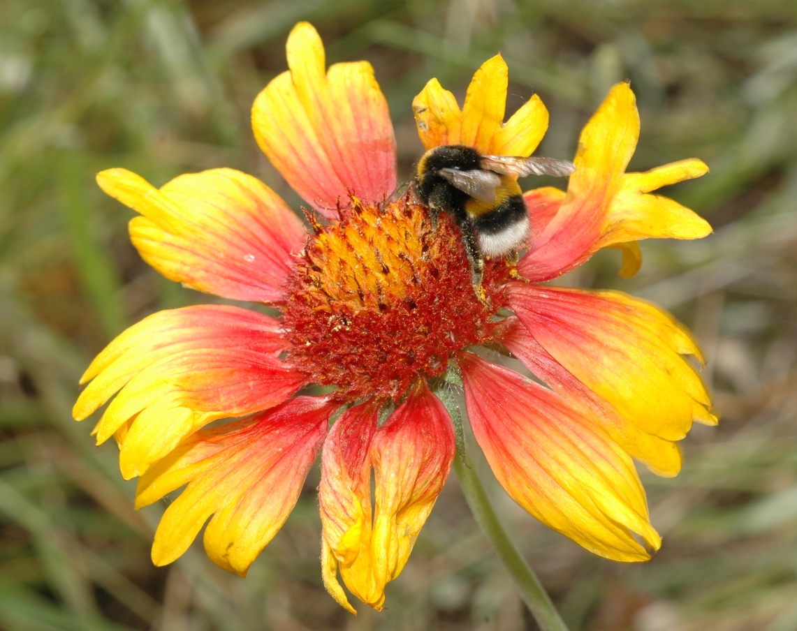 Asteraceae Gaillardia 