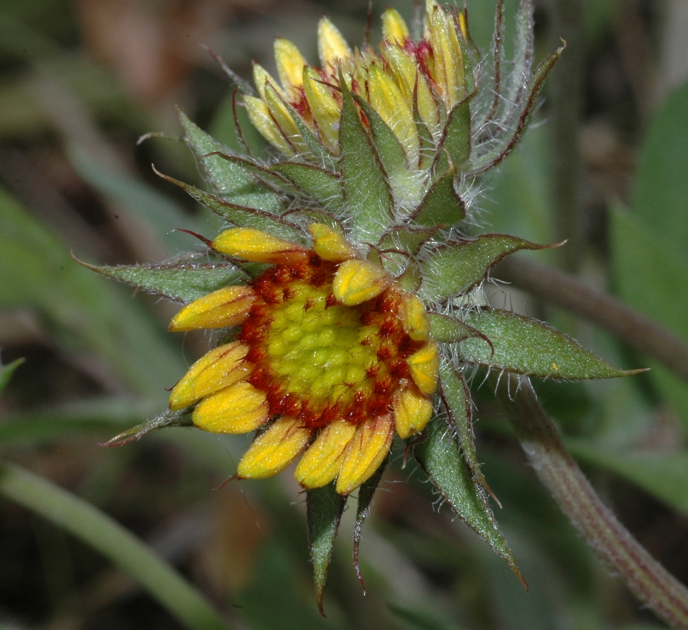 Asteraceae Gaillardia 