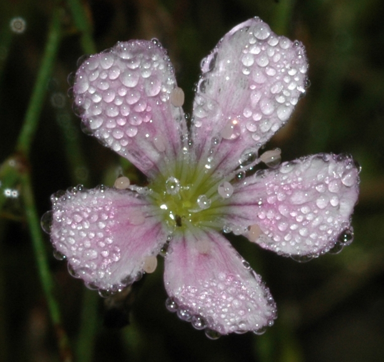 Caryophyllaceae Petrorhagia saxifraga