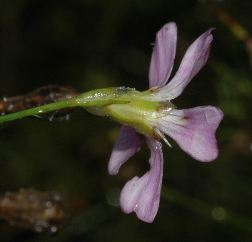 Caryophyllaceae Petrorhagia saxifraga
