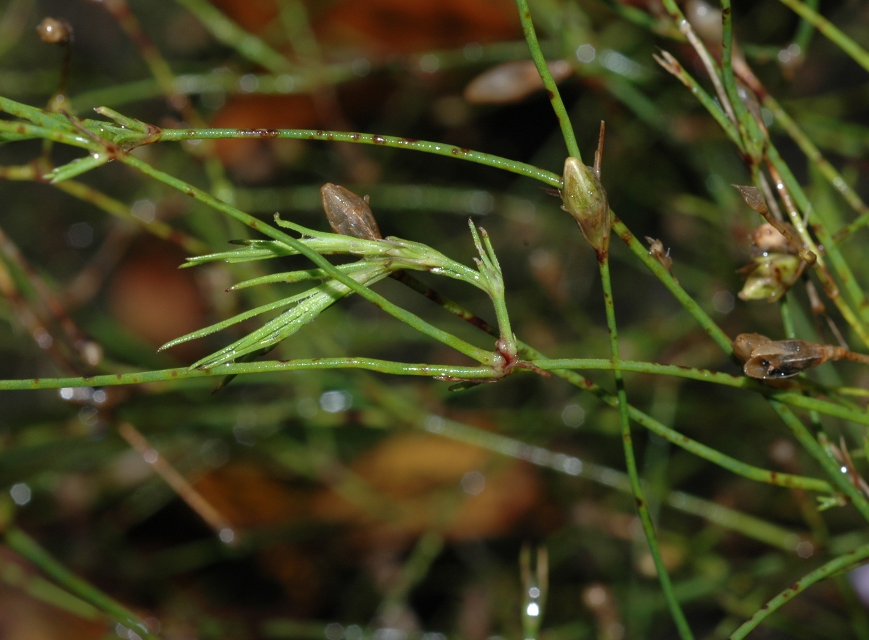 Caryophyllaceae Petrorhagia saxifraga