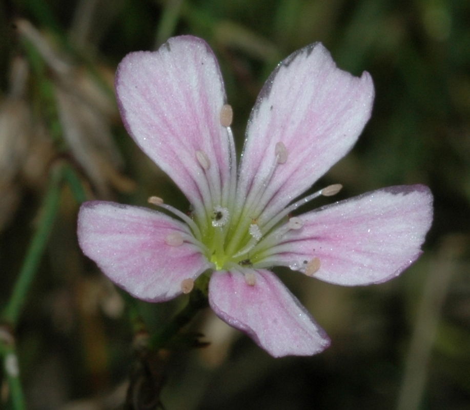 Caryophyllaceae Petrorhagia saxifraga