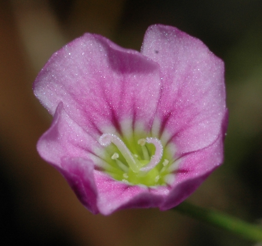 Caryophyllaceae Petrorhagia saxifraga
