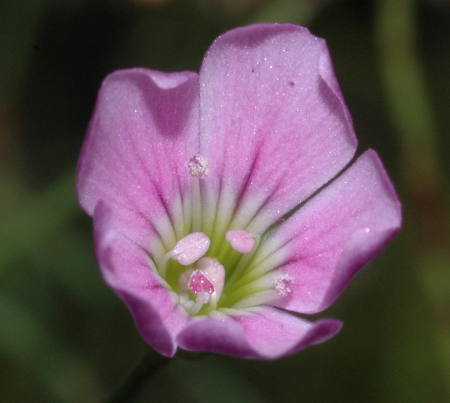 Caryophyllaceae Petrorhagia saxifraga