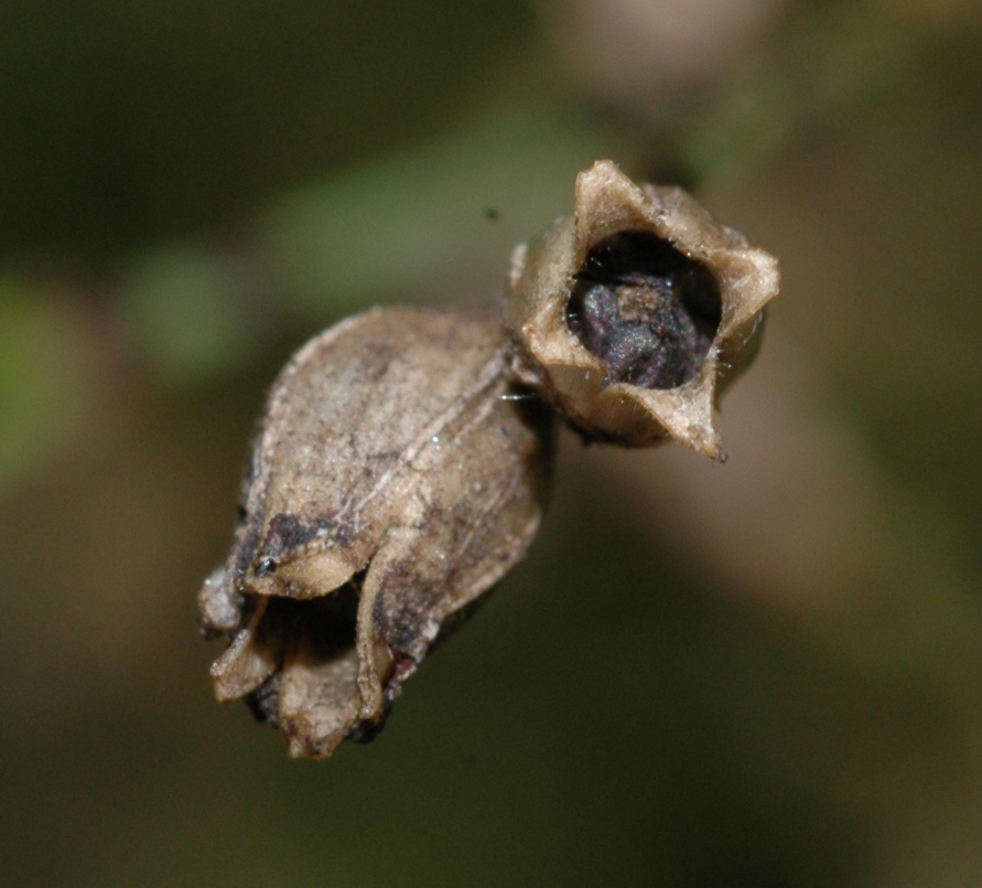 Caryophyllaceae Petrorhagia saxifraga