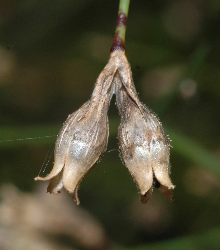 Caryophyllaceae Petrorhagia saxifraga