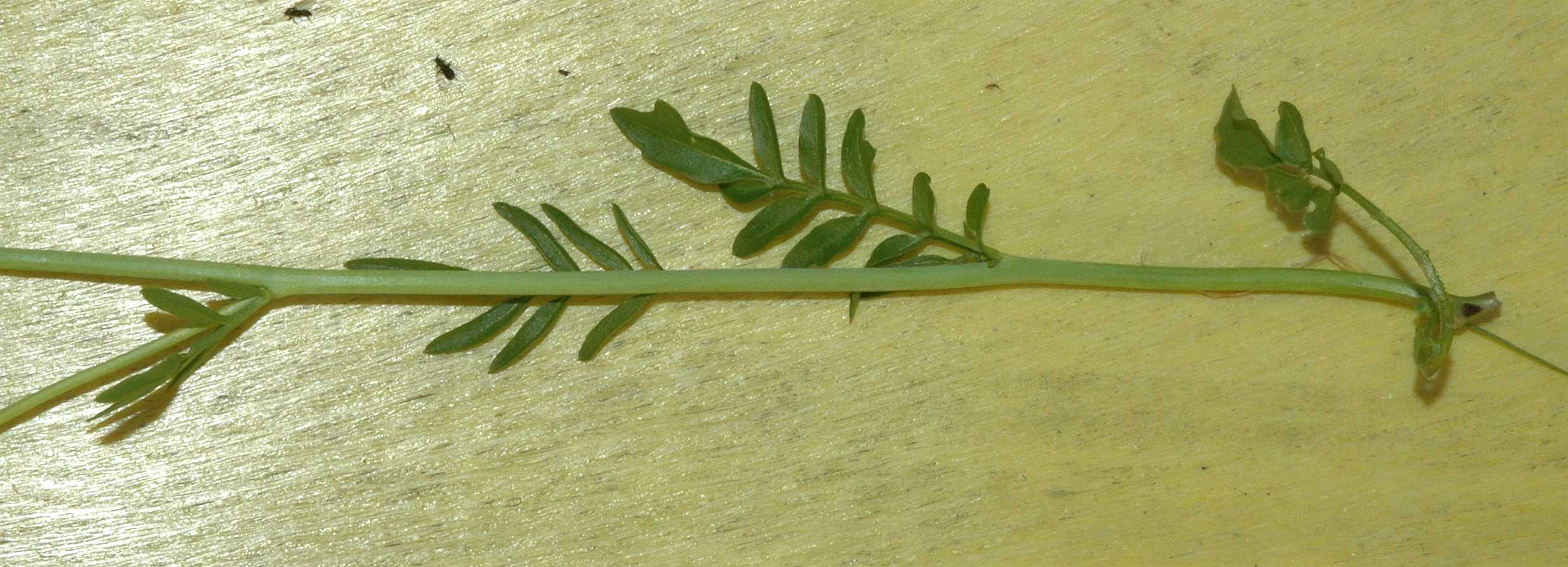 Brassicaceae Cardamine pratensis