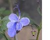 image of Clerodendrum myricoides