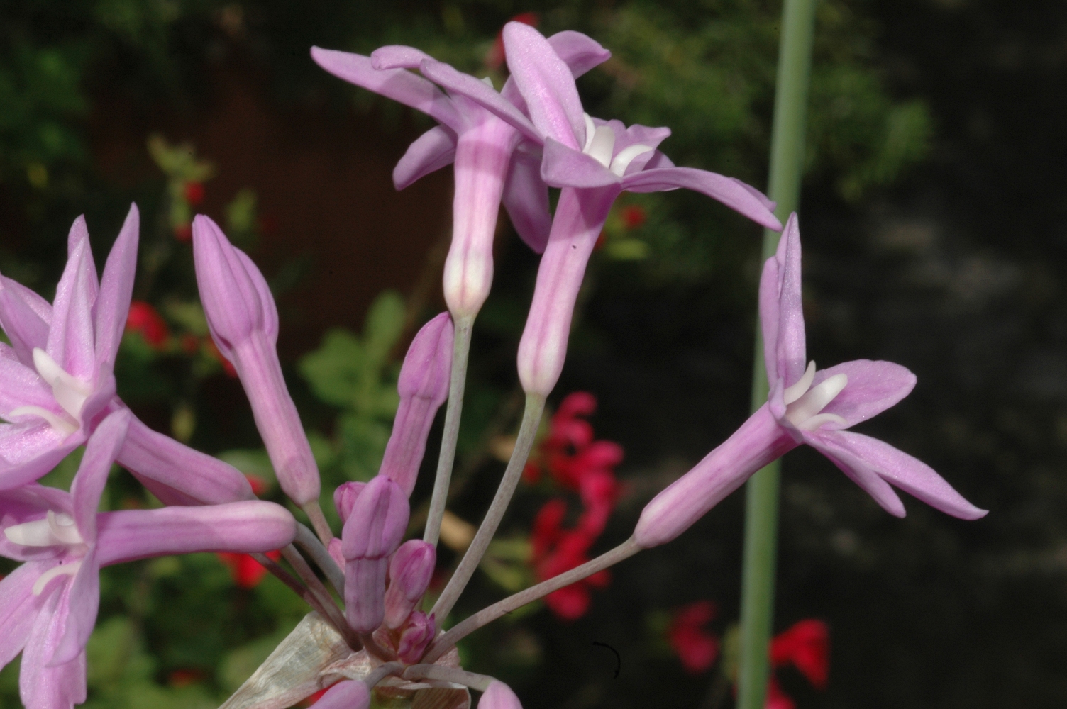 Amaryllidaceae Tulbaghia violacea