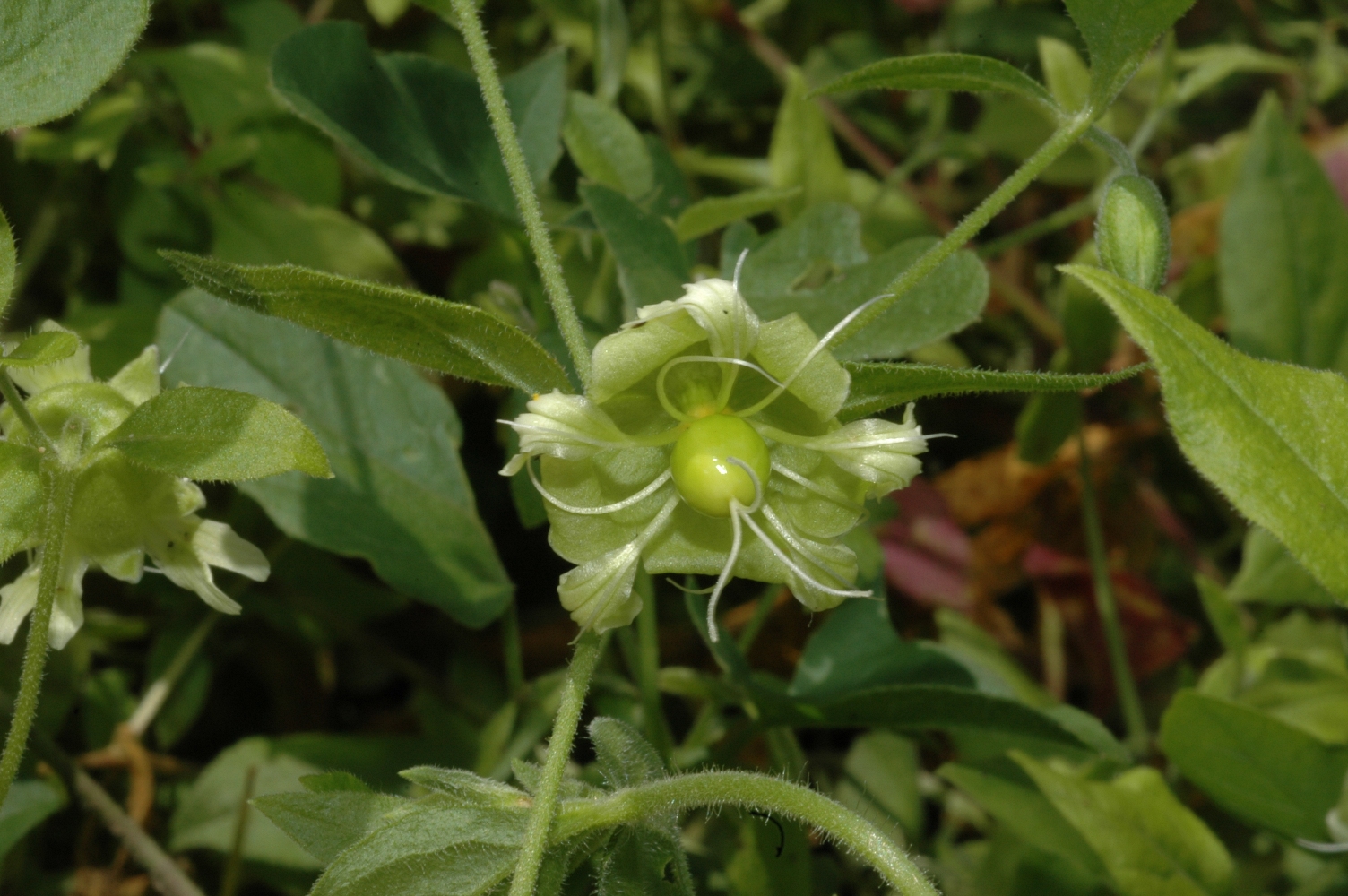 Caryophyllaceae Cucubalus baccifer