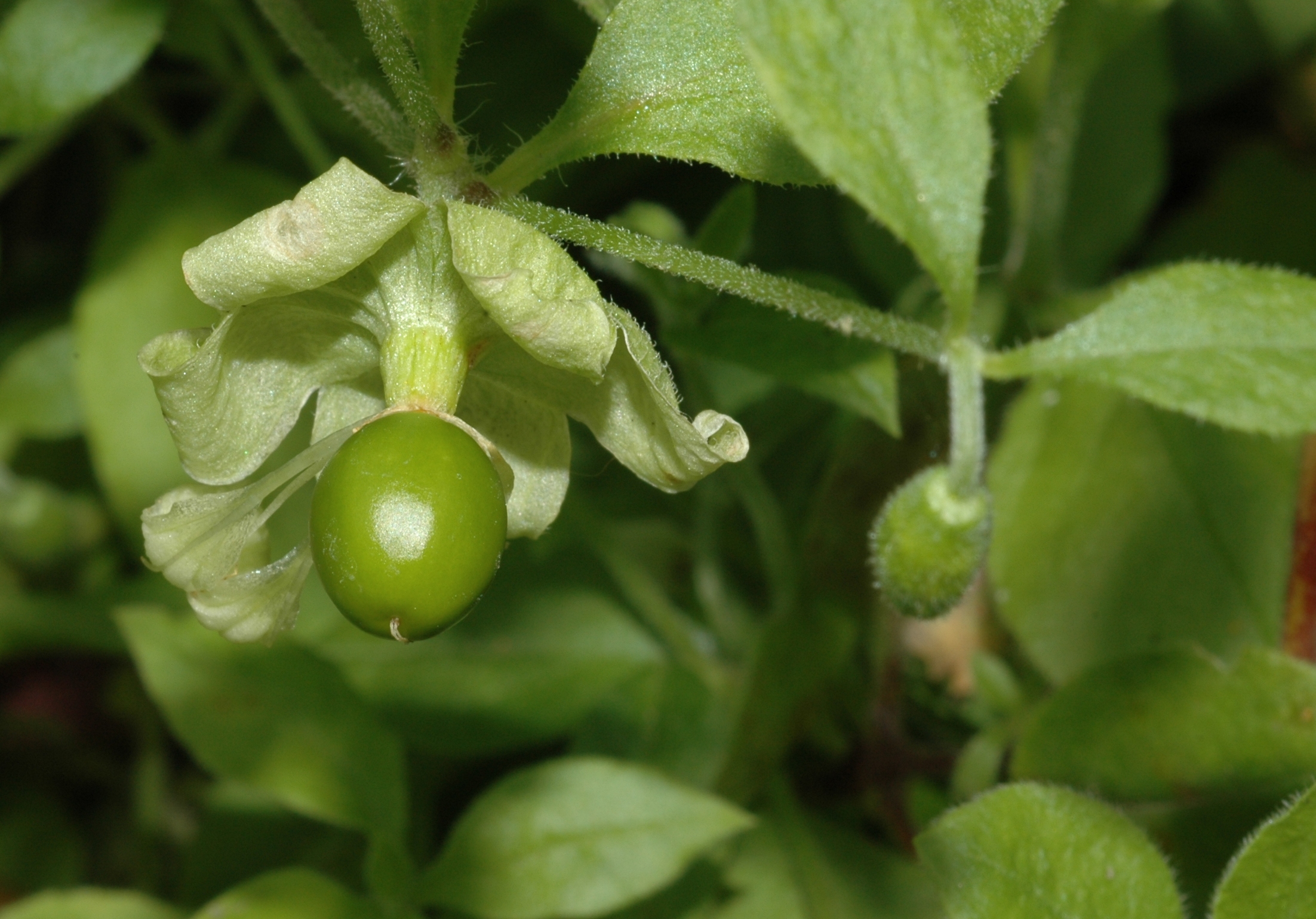 Caryophyllaceae Cucubalus baccifer