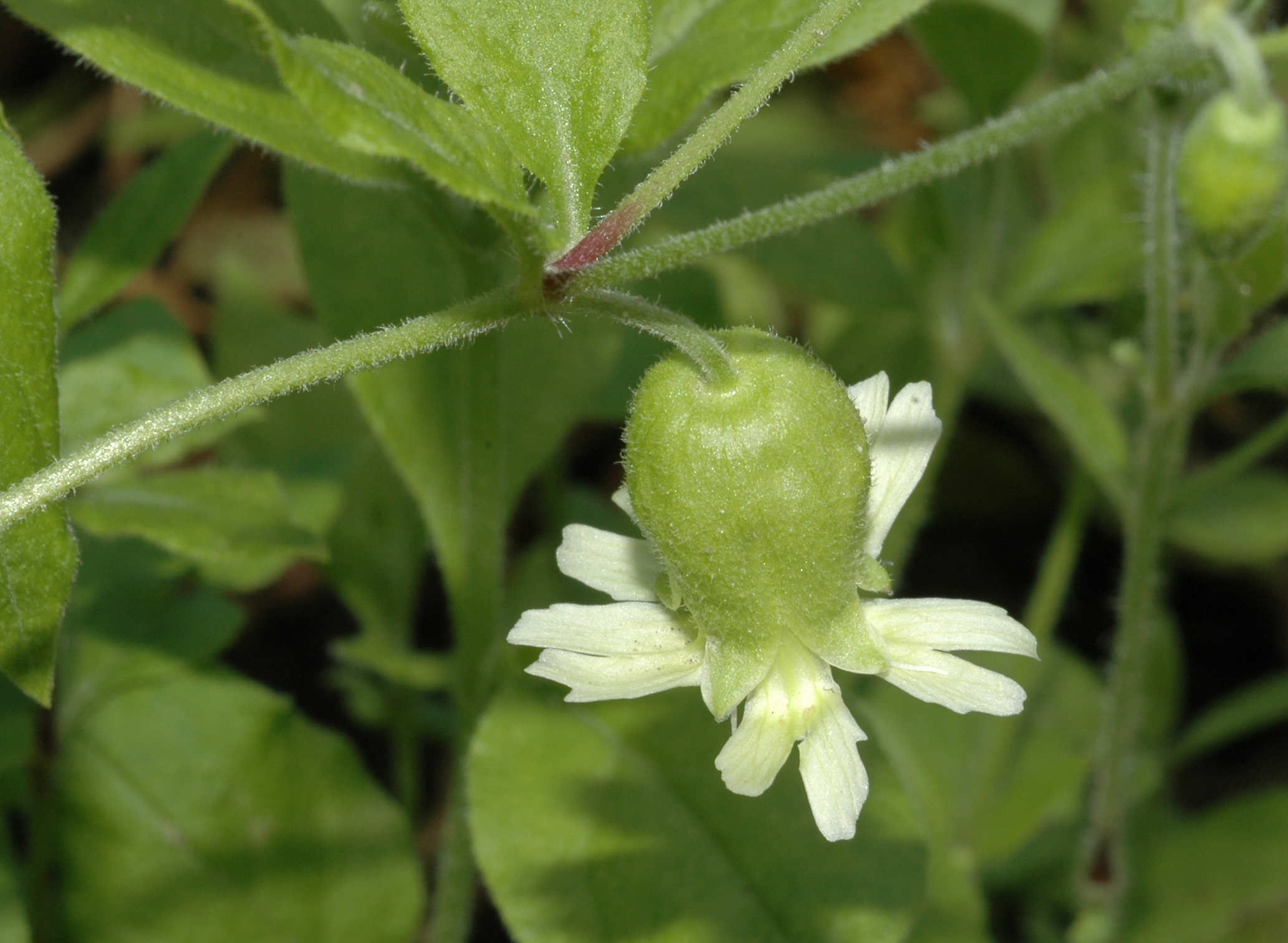 Caryophyllaceae Cucubalus baccifer