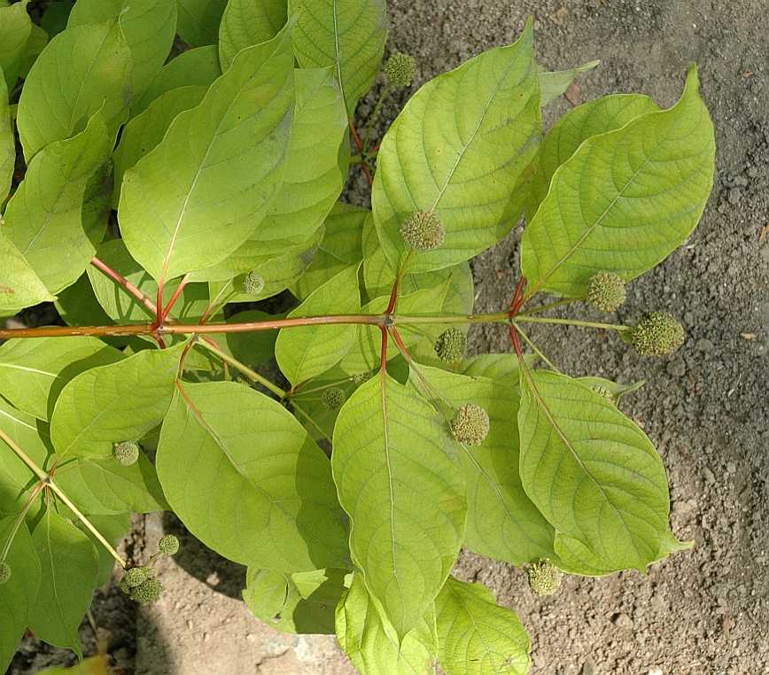 Rubiaceae Cephalanthus occidentalis