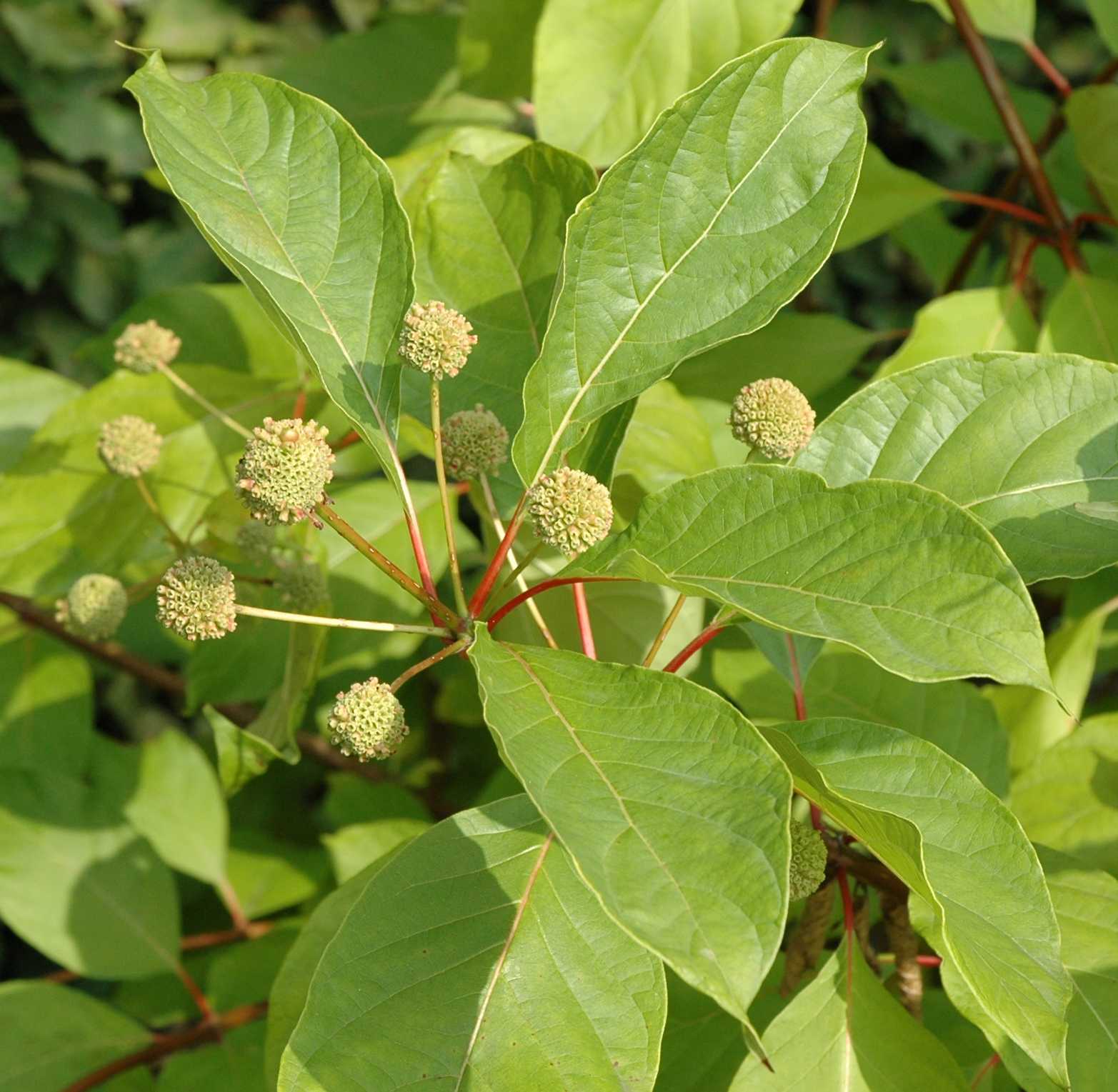 Rubiaceae Cephalanthus occidentalis