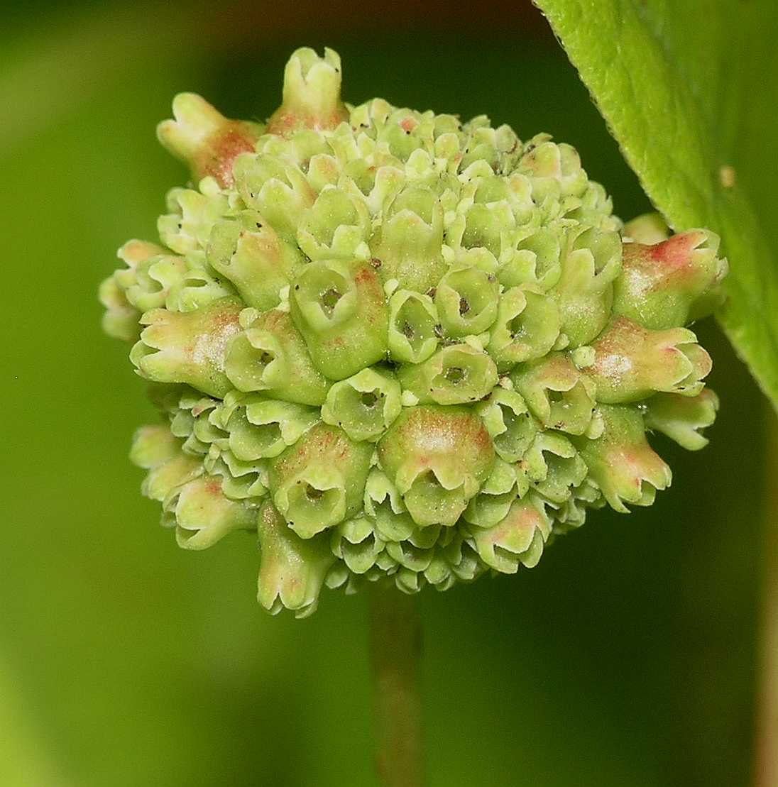 Rubiaceae Cephalanthus occidentalis