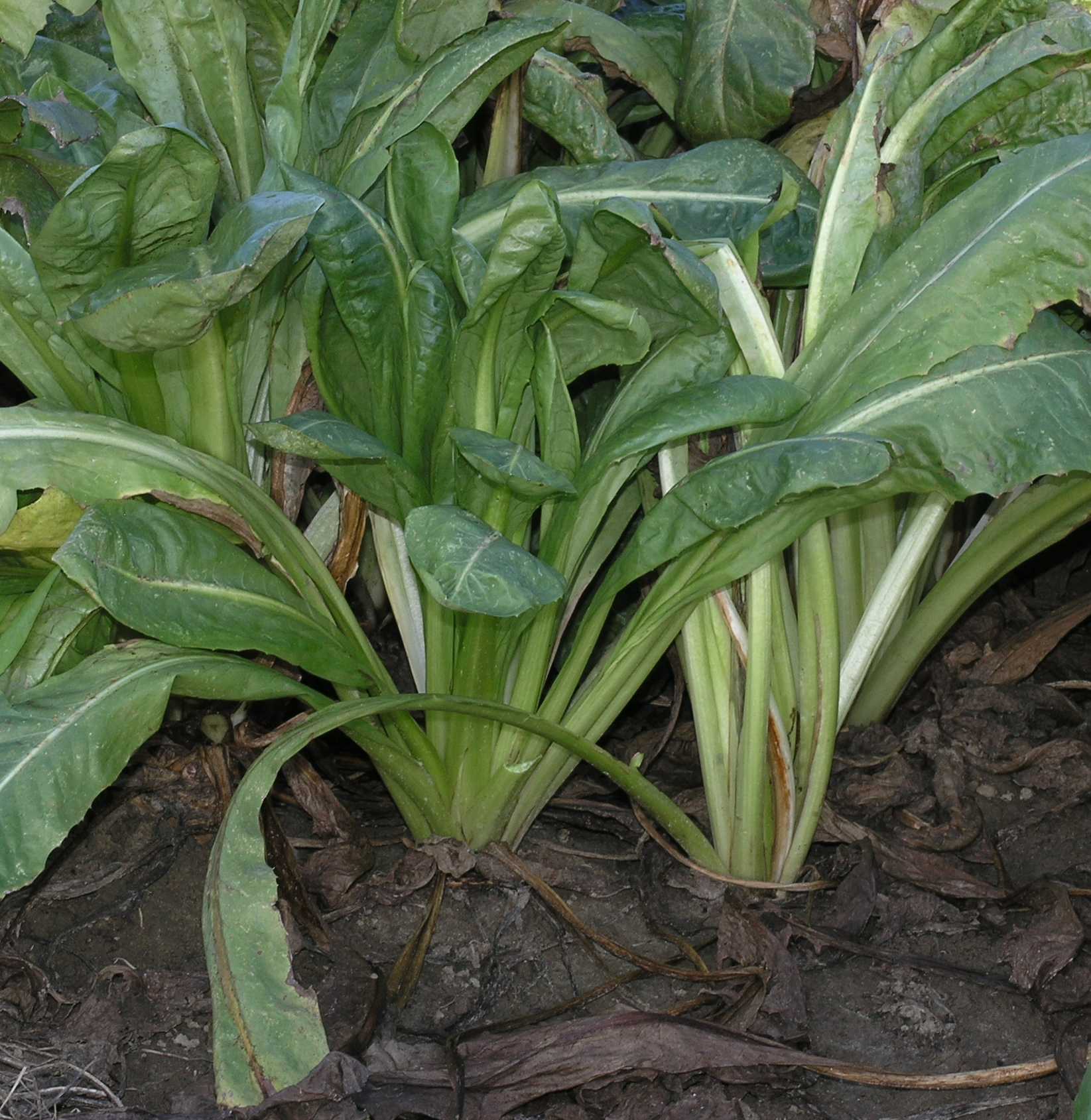 Asteraceae Cichorium intybus