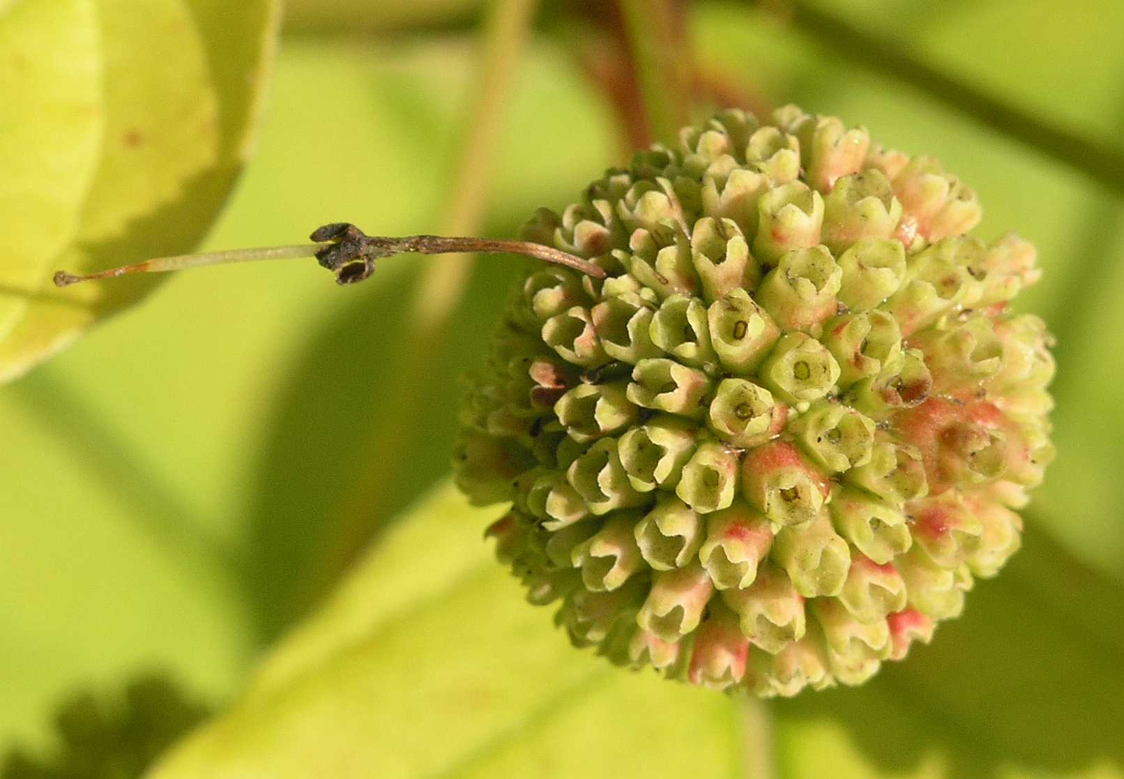 Rubiaceae Cephalanthus occidentalis