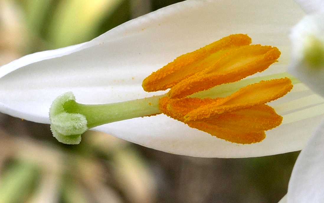 Liliaceae Lilium candidum