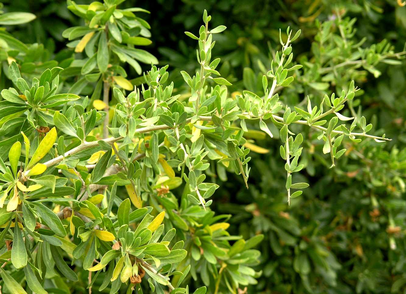 Solanaceae Lycium europaeum