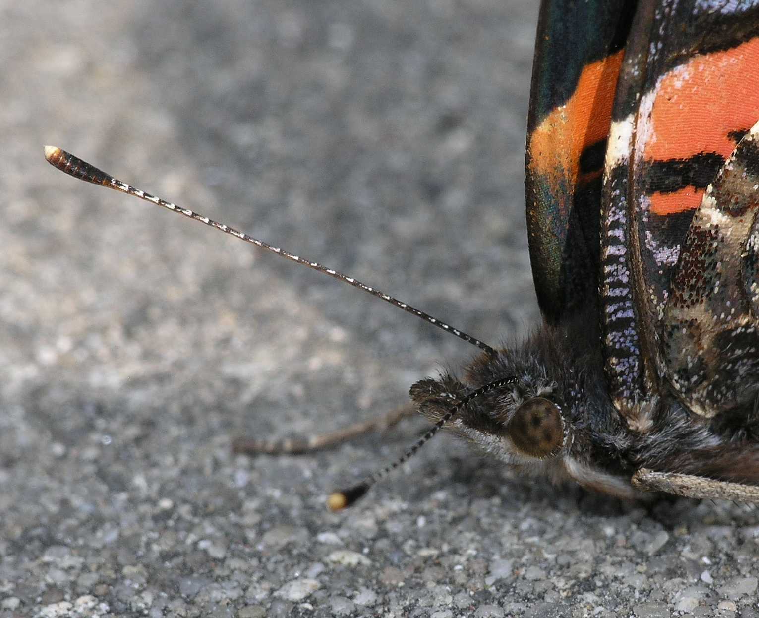 Nymphalidae Vanessa atalanta