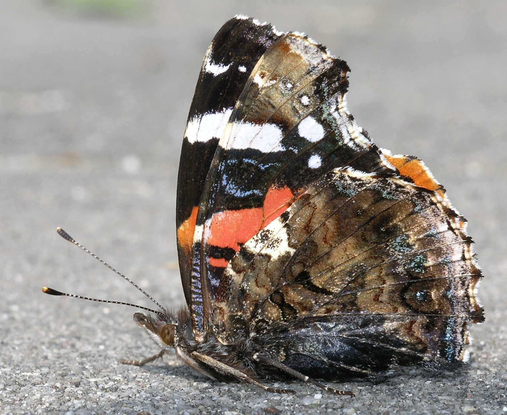 Nymphalidae Vanessa atalanta