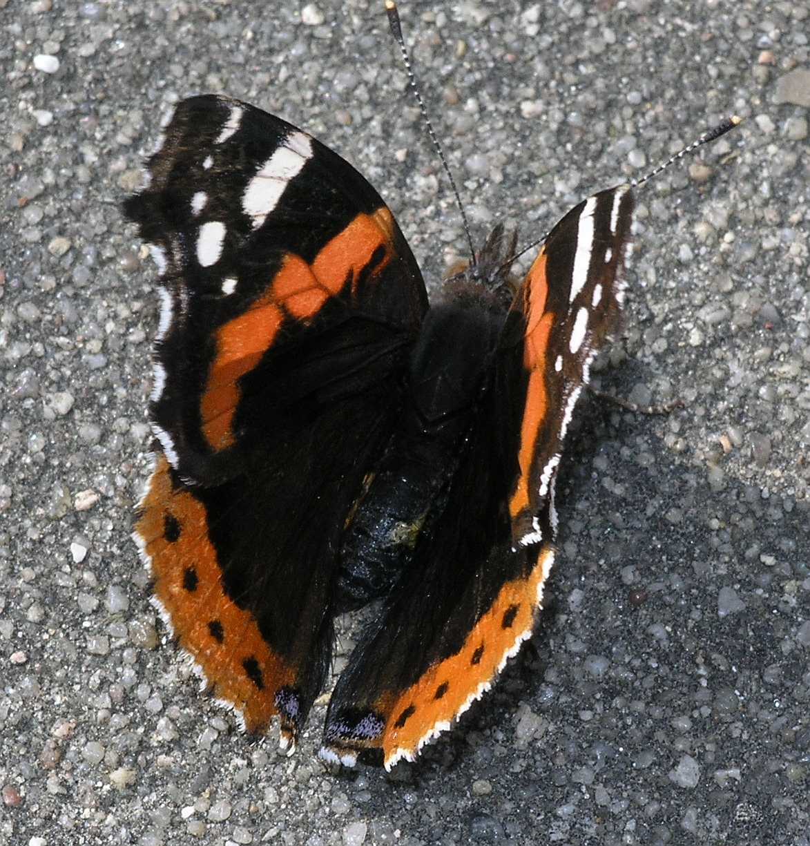 Nymphalidae Vanessa atalanta