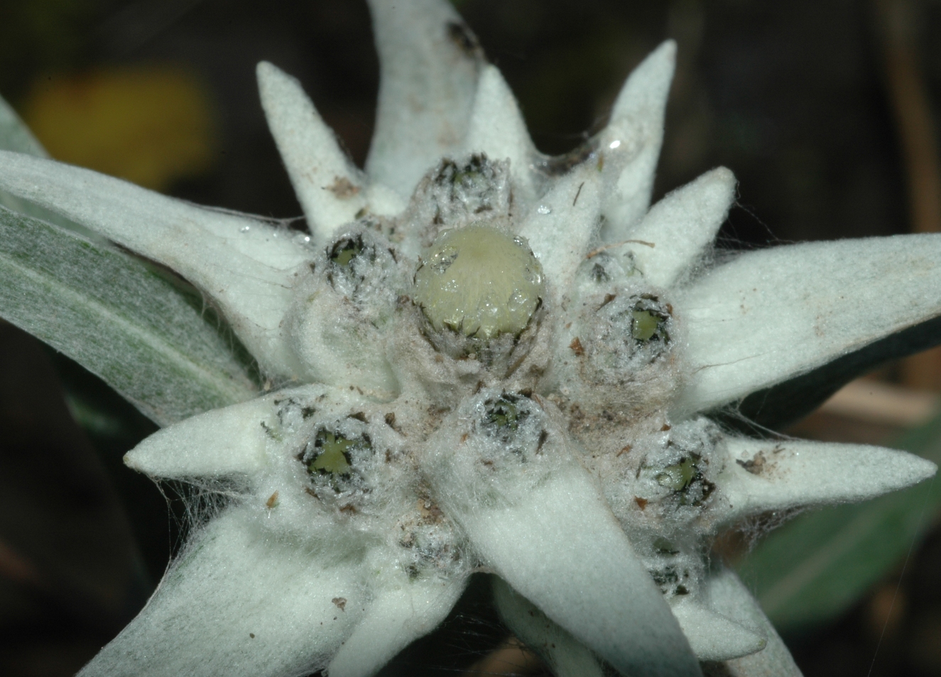 Asteraceae Leontopodium alpinum