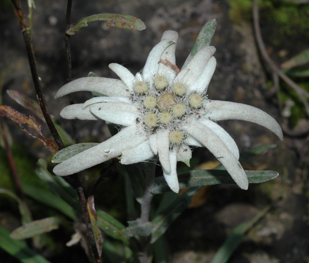 Asteraceae Leontopodium alpinum