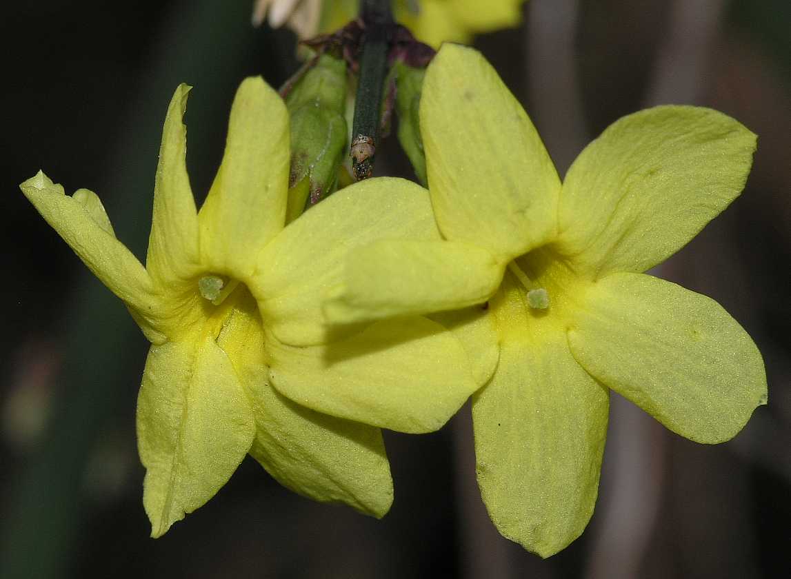 Oleaceae Jasminum nudiflorum