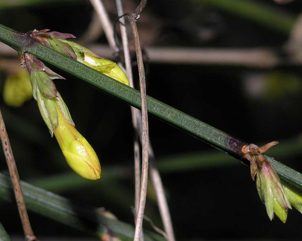 Oleaceae Jasminum nudiflorum