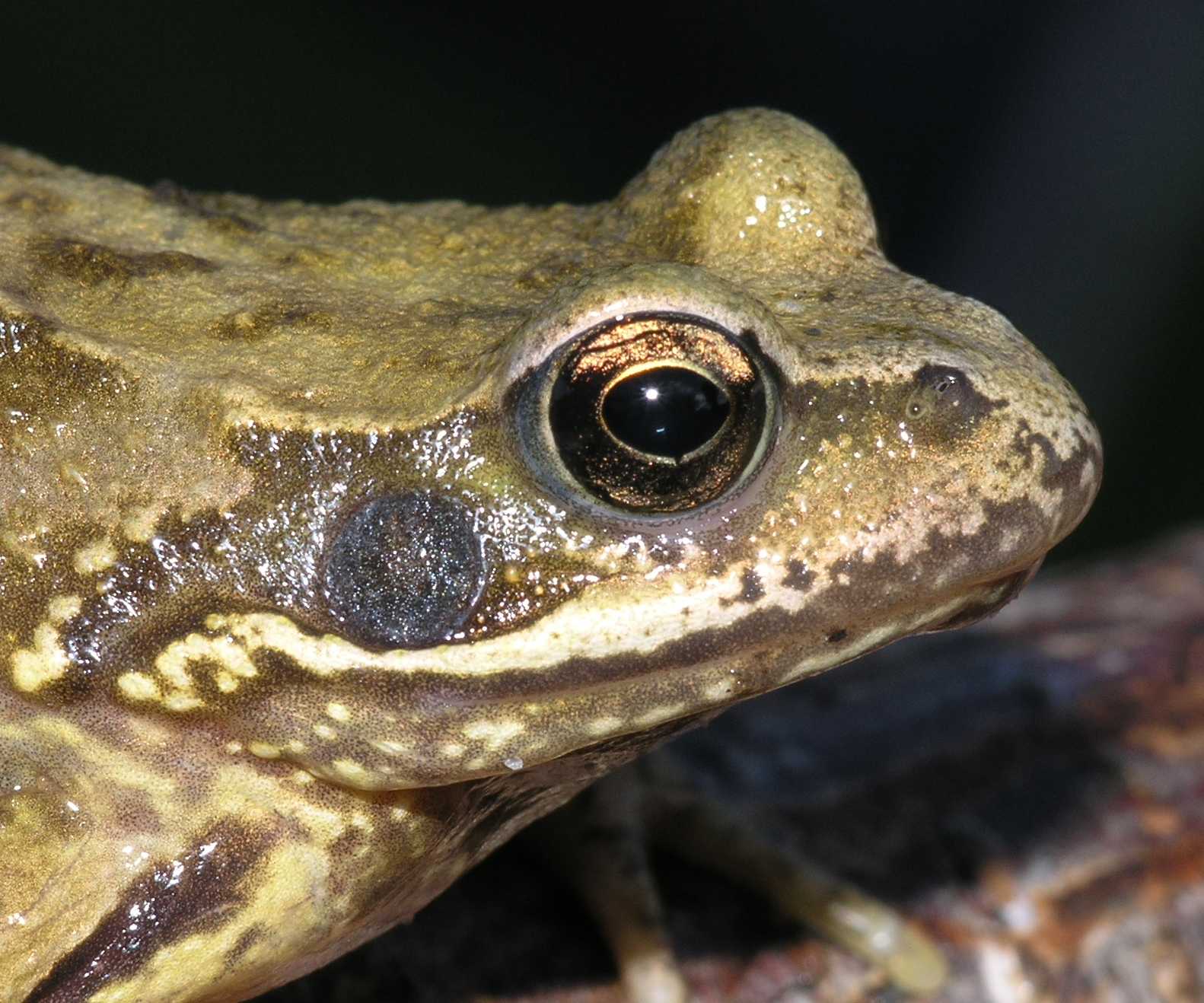 Ranidae Rana temporaria